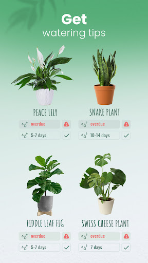 Blossom - Plant Identification